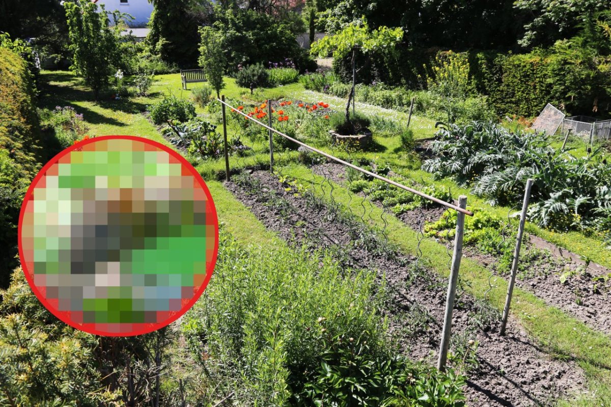 Essen: Wer gräbt im Garten Löcher?