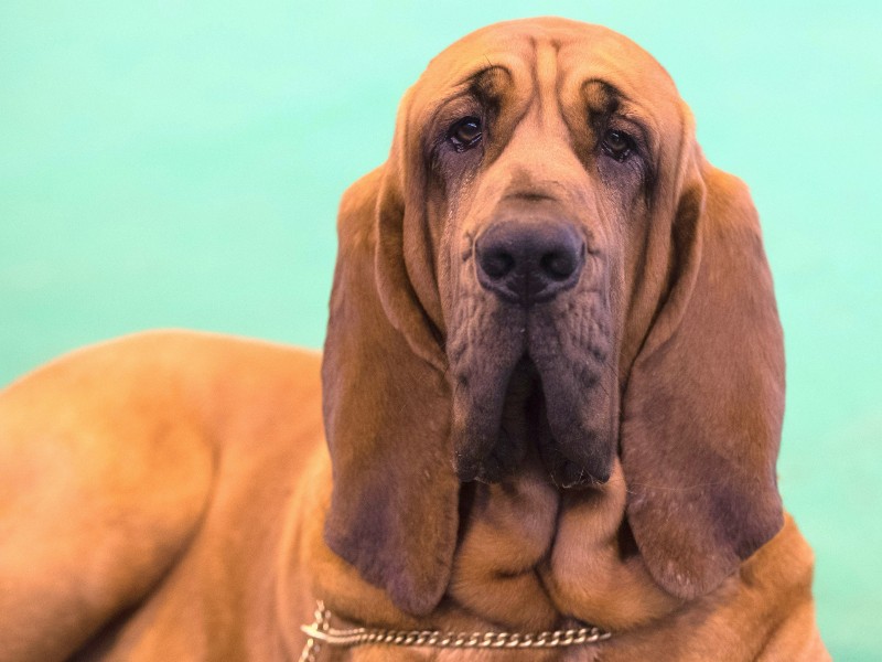 Eine Jury bewertet Tausende Hunde in Kategorien wie Gehorsam und Geschicklichkeit. 