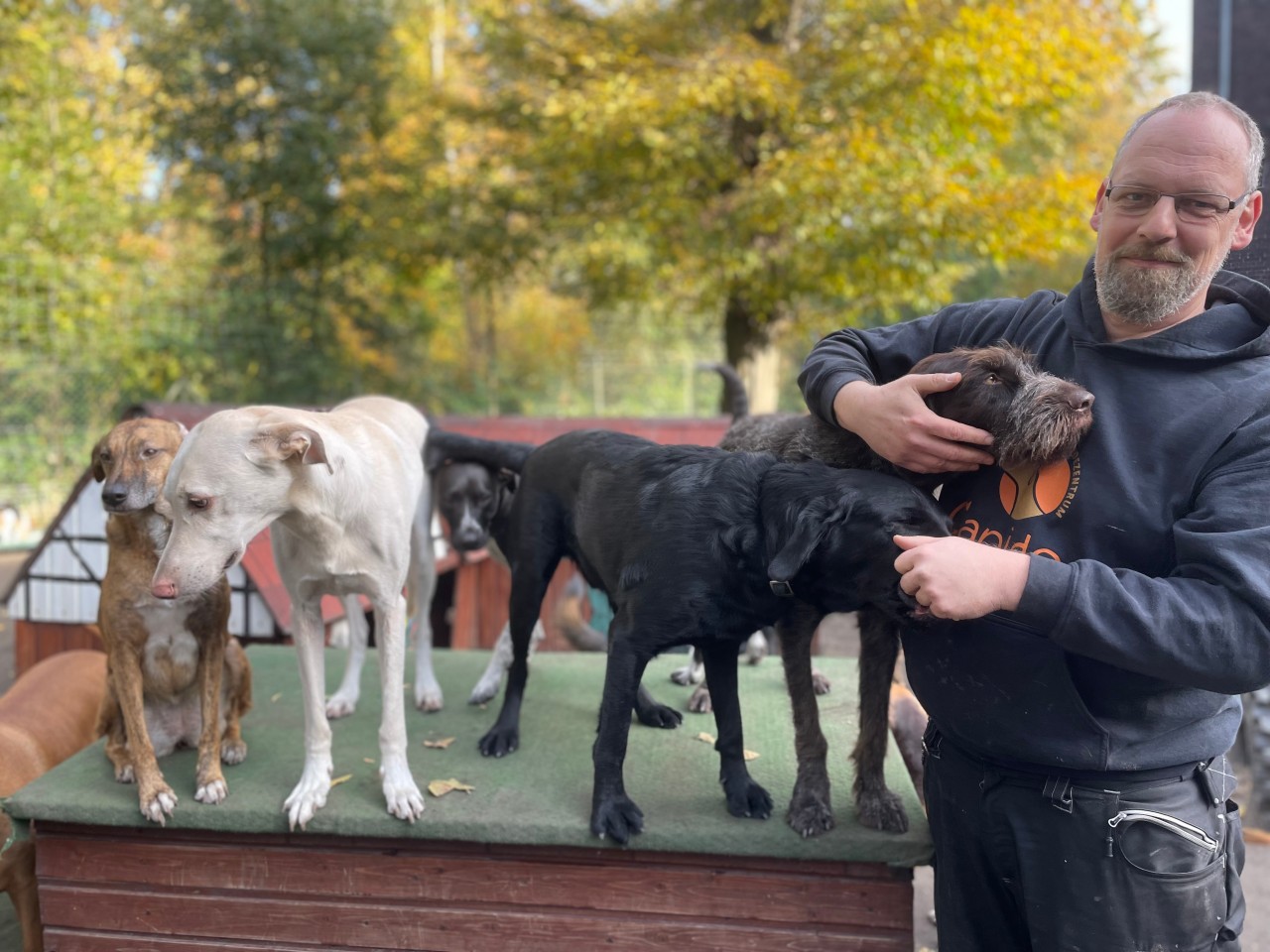 Ralph Brandt betreut träglich über 50 Hunde in seiner Hundetagesstätte in Gelsenkirchen. 