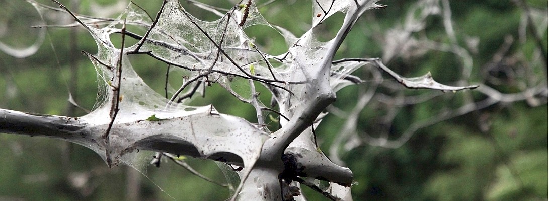 Hinter einem Nest als Schutz versteckt sich die Gespinstmotte, um in Ruhe das saftige grüne Blatt zu fressen.