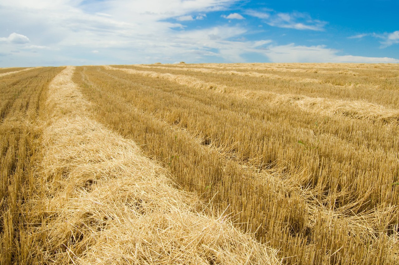 Aldi, Lidl, Edeka und Co: Getreideprodukte könnten jetzt noch teurer und knapper werden.