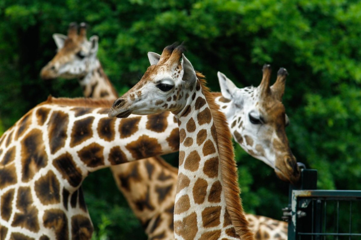 Giraffen Zoo Magdeburg