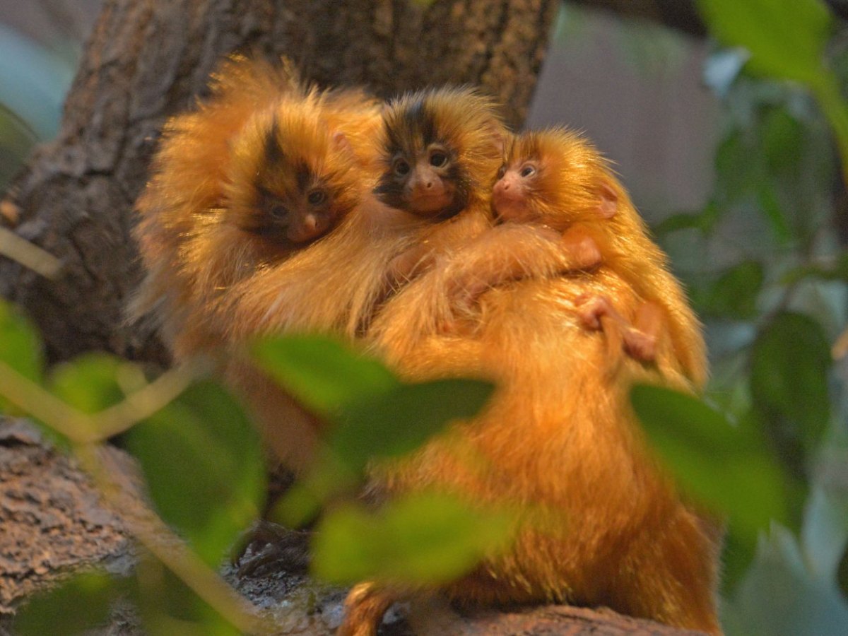 Goldenen Löwenäffchen Allwetterzoo Münster Drillinge 2014 Foto Allwetterzoo Münster.jpg