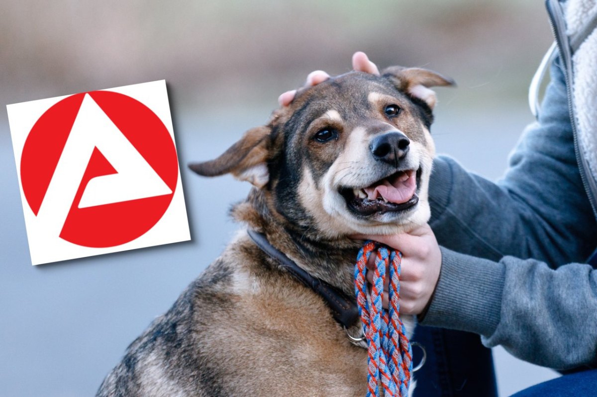 Hartz4 Hundesteuer