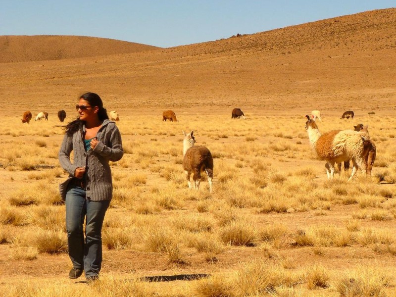 Ein Königreich für ein Lama? Warum? In Bolivien (Hochebene Altiplano) gibt es doch offenbar genug davon. 