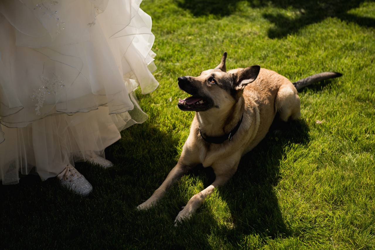 Hochzeit: Ein Hund stahl der Braut die Show. (Symbolbild)