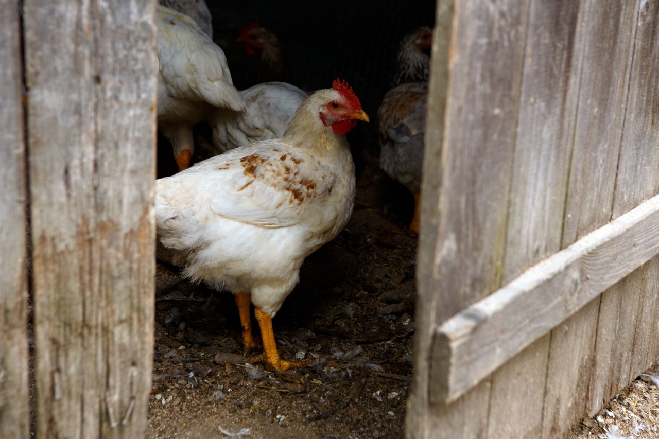 Müssen Hühner für Fleisch bei Rewe leiden? Das wirft eine Kundin dem Unternehmen vor (Symbolfoto).