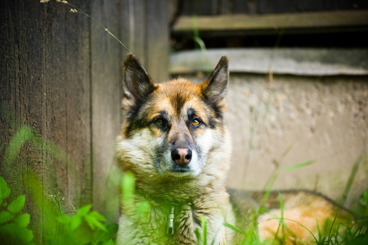 Hund: Ein Vierbeiner-Besitzer wurde von seinem Nachbarn bedroht (Symbolfoto).