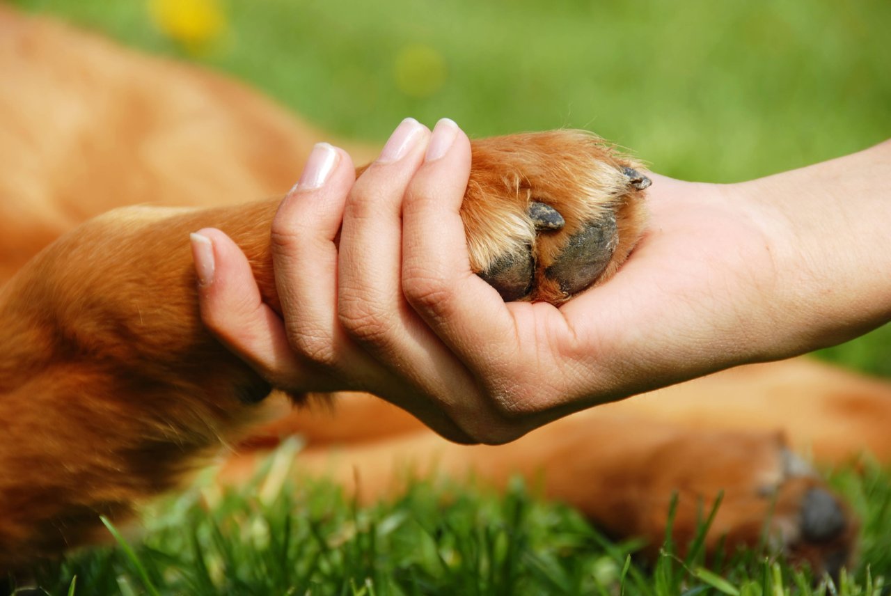 Hund: Frau lässt sich für Sex mit Vierbeiner bezahlen – ihr droht Strafe -  DerWesten.de