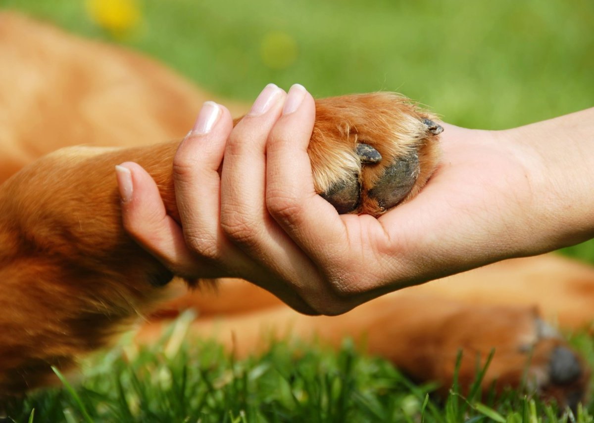 Hund.jpg