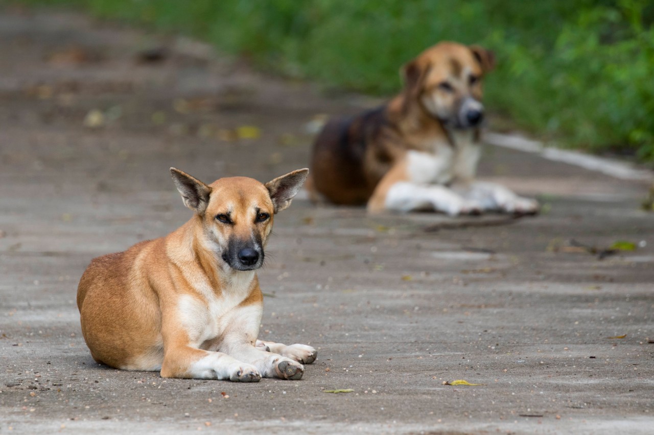 Hund: Stiftung Warentest hatte ein Detail an vielen Hundefutterdosen- und schälchen zu kritisieren.