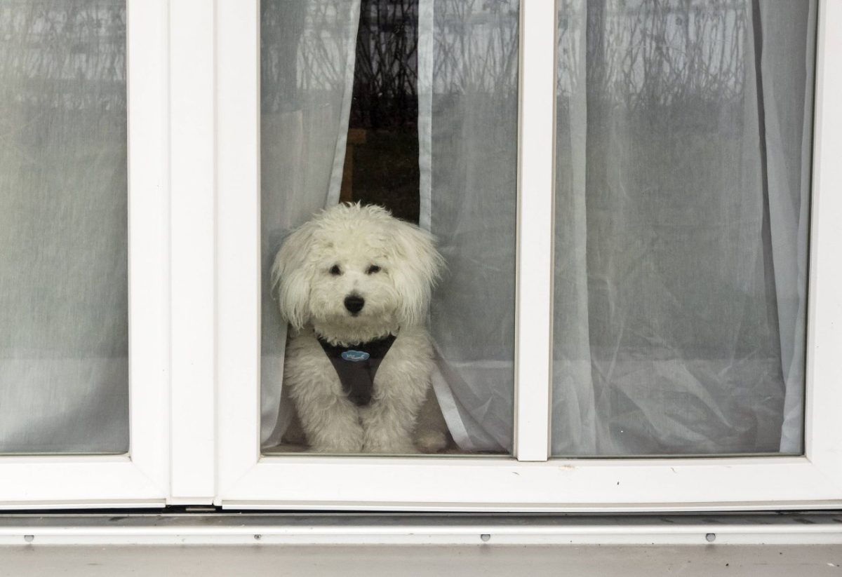 Ein Hund blickt aus einem habgeöffneten Fenster.