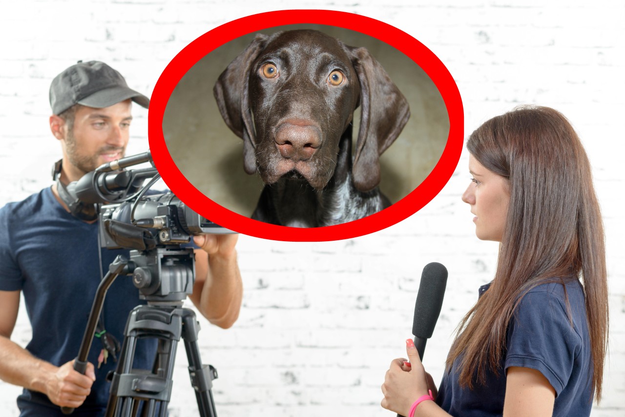 Als eine TV-Reporterin über einen gestohlenen Hund berichtet, macht sie eine erstaunliche Entdeckung. (Symbolbild)