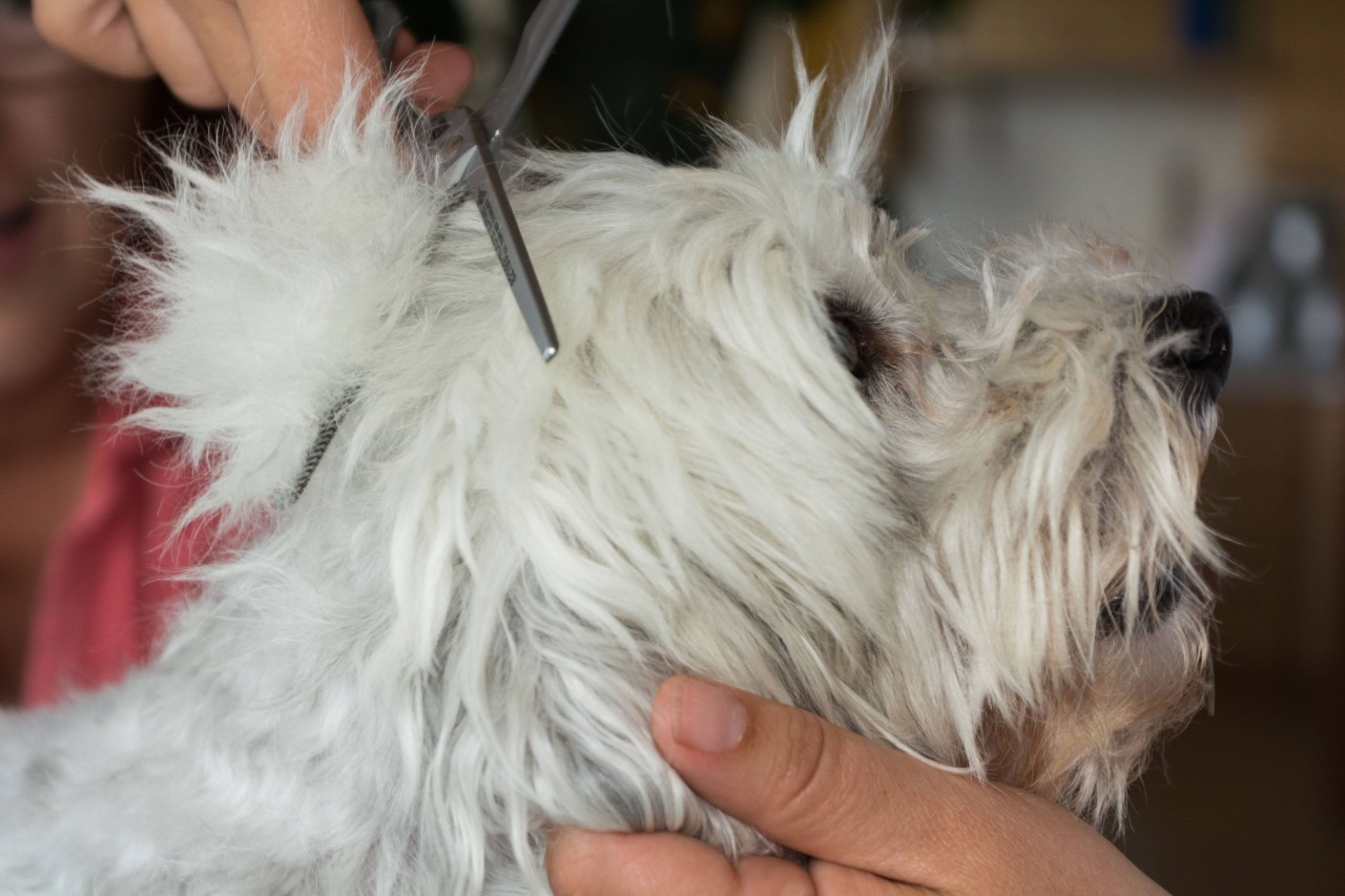 Eine Hundebesitzerin gab ihren Hund in einem Friseursalon ab. (Symbolbild)