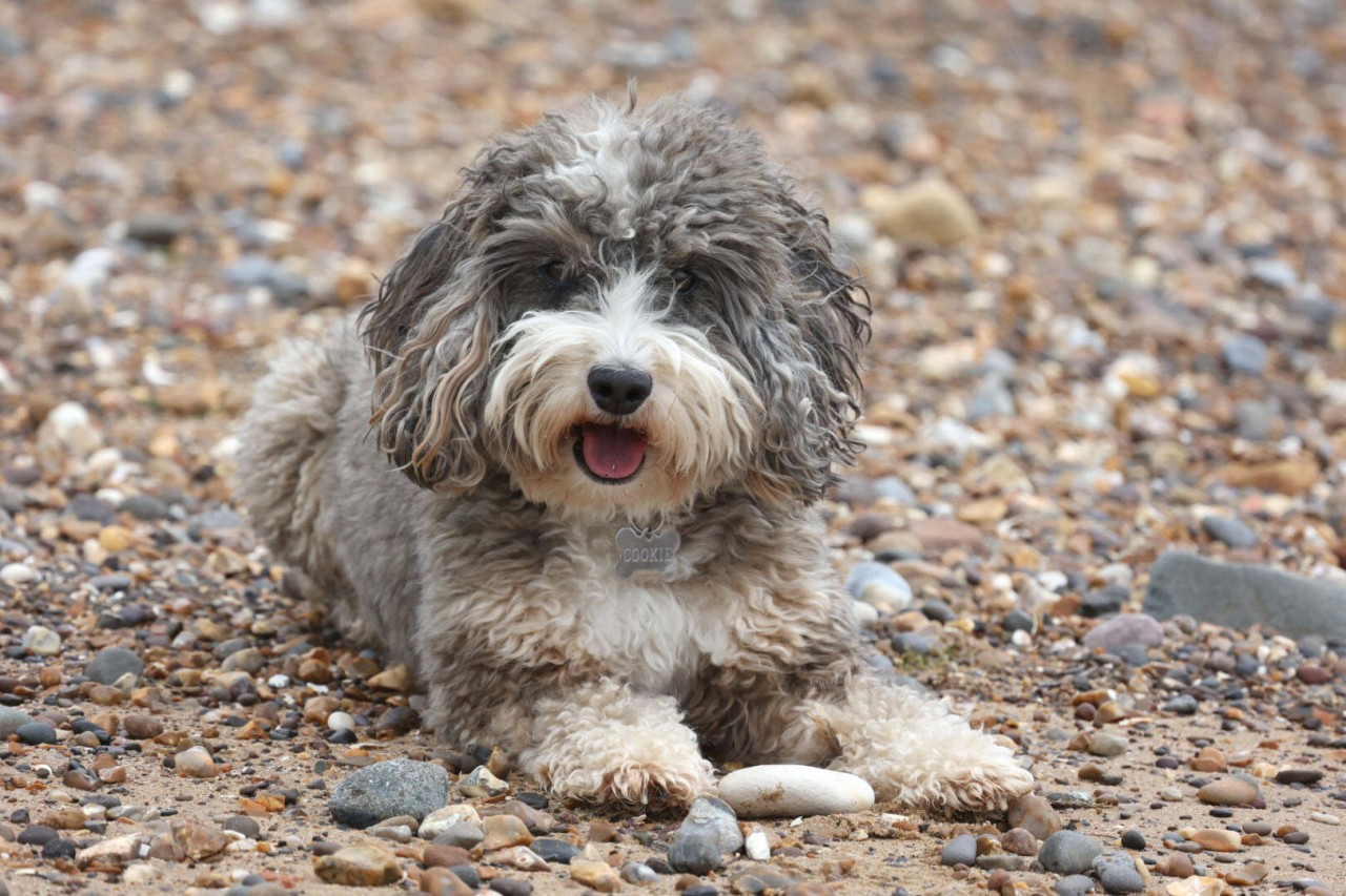Obacht! Laut einer Studie machen viele Hundehalter einen bestimmten Fehler bei ihrem Vierbeiner. (Symbolfoto)