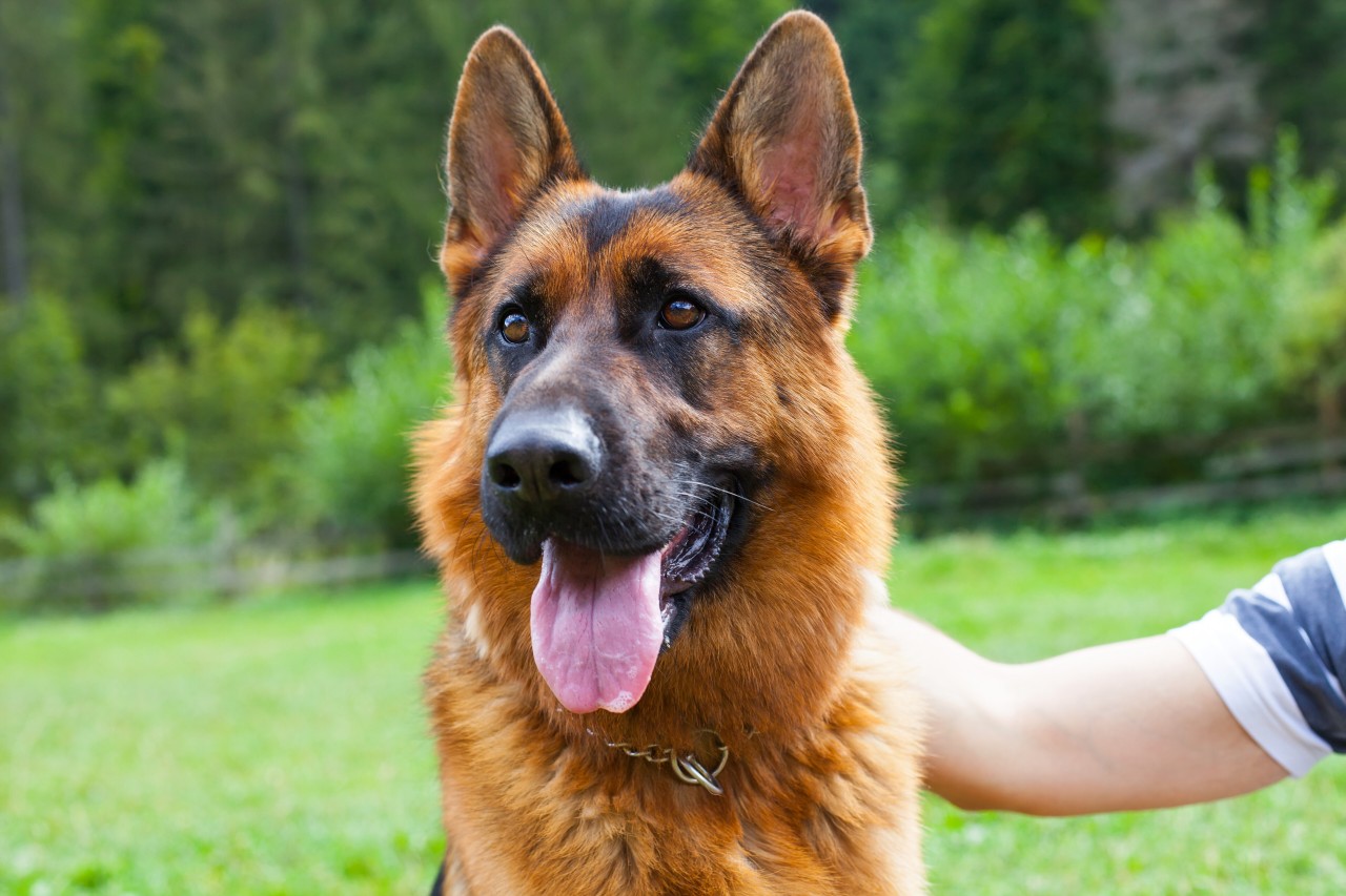 Ein Schäferhund aus Miama soll der reichste Hund der Welt sein. (Symbolbild)