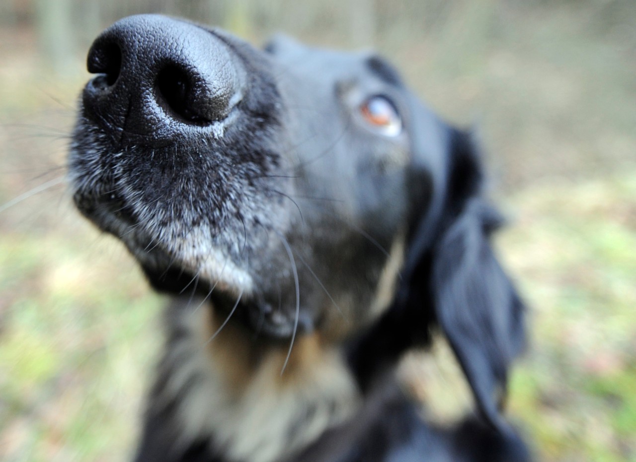 Ein Hund mit schwarzem Fell hat es angeblich im Tierheim schwerer. (Symbolbild)