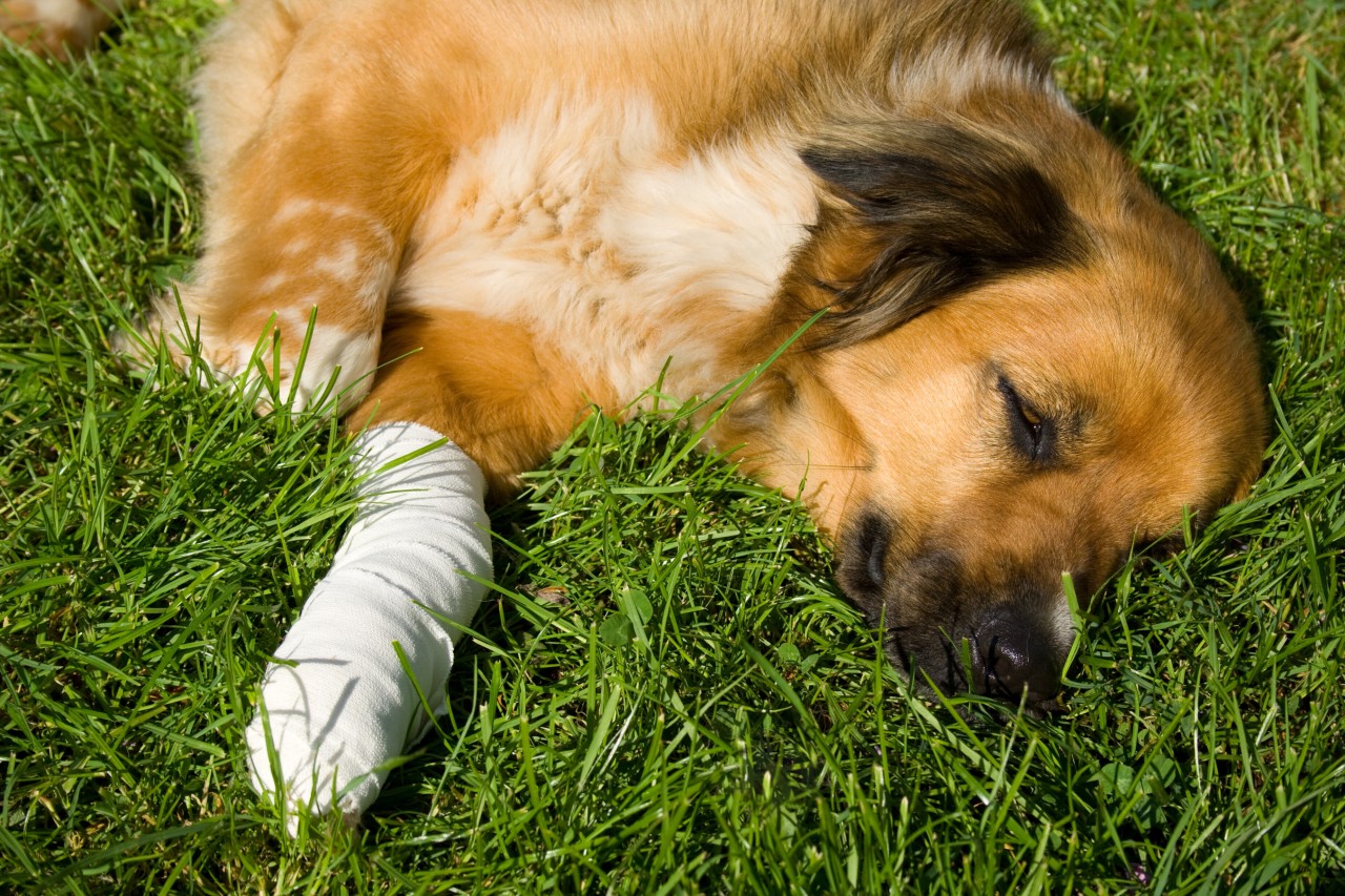 Hund: Neuerung soll Besitzern helfen wenn ein Kleintier sich verletzt. (Symbolbild)
