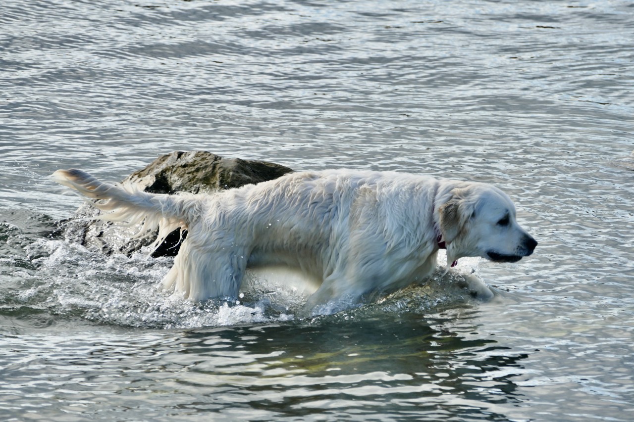 Nach einem Bad im Meer schwebte einer kleiner Hund plötzlich Lebensgefahr! (Symbolbild)