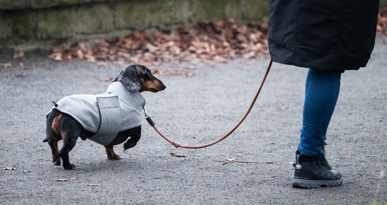 Das neue Gassi-Gesetz ist in Kraft getreten: DAS kommt auf dich und deinen Hund zu. (Symbolbild)