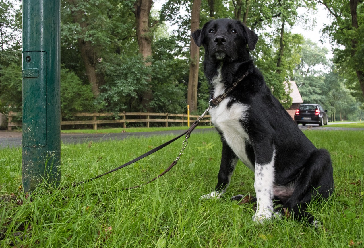 Hund: Eine Frau wollte einen Vierbeiner aus seiner misslichen Lage befreien. (Symbolbild)