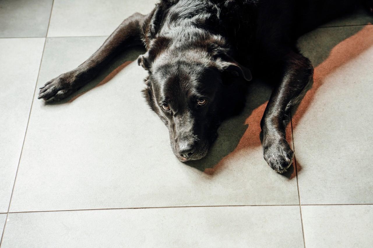 Das Ordnungsamt kennt kein Erbarmen – Hund „Joko“ wird von seinem Lieblingsplatz verwiesen (Symbolfoto).