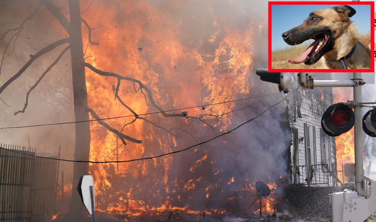 Ein Hund wurde in einem brennenden Haus eingeschlossen. (Symbolbild)