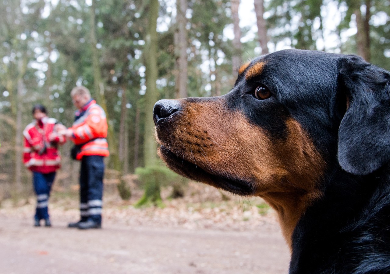 Hund auf Sylt rettete viele Menschenleben. (Symbolbild)
