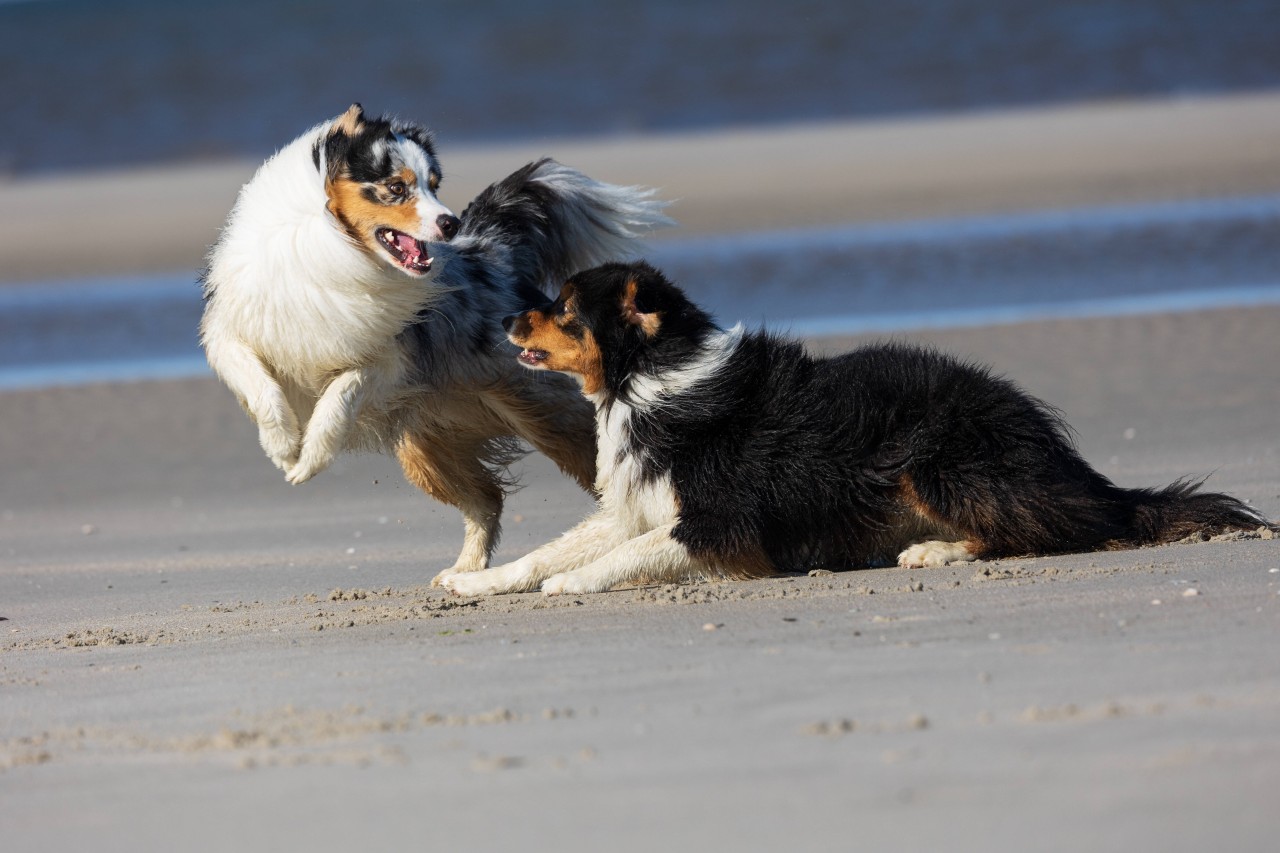 Hunde zu verstehen ist für den Menschen nicht immer einfach.