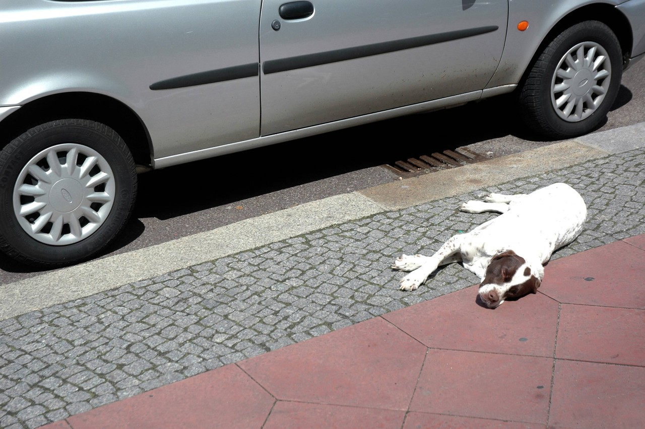Der Hund wurde von einem Auto angefahren. (Symbolbild)