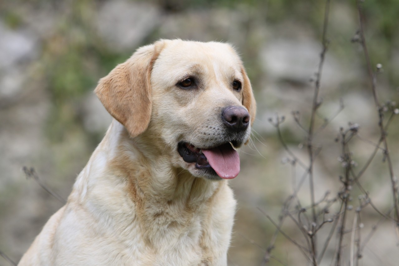 Hund: Ein Labrador musste in einer Klinik behandelt werden. (Symbolbild)