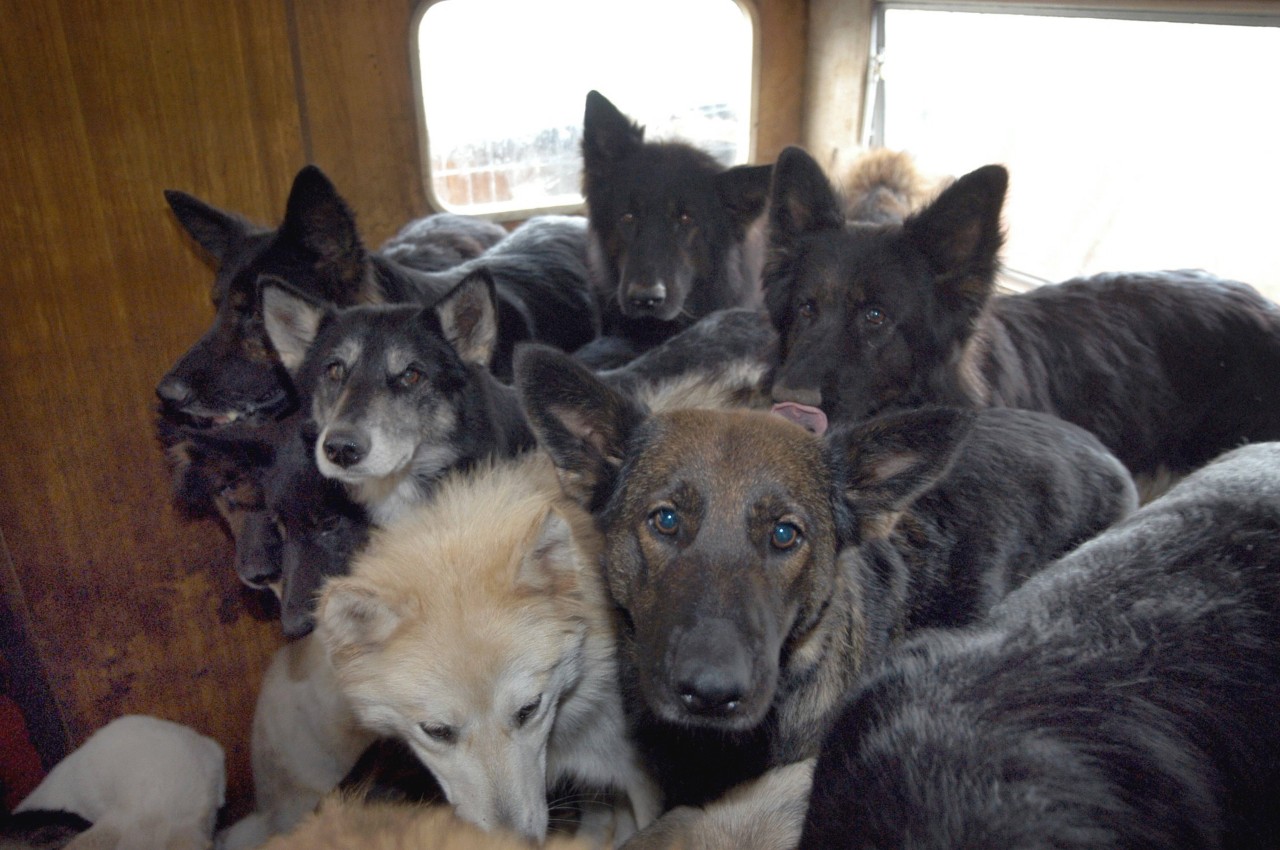 Einige Hunde wurden aus üblen Umständen befreit. (Symbolbild)