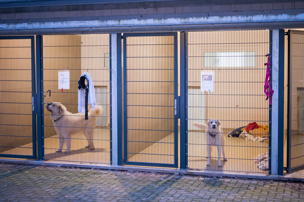 Hund: Das Schicksal von Labrador-Mischling Bernie bewegt die Pfleger im Tierheim Kaiserslautern. (Symbolbild) 
