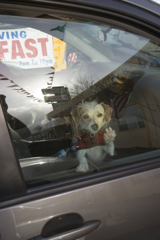 Ein Hund wird alleine im Auto zurückgelassen. Als die Polizei den Hund befreit, kommen immer schlimmere Details zu den Besitzern ans Licht. (Symbolbild)