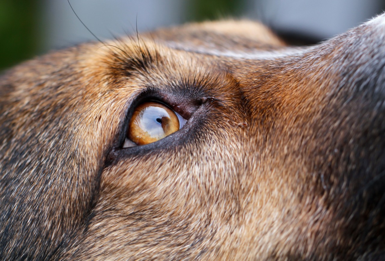 In Witten (NRW) soll ein Hund mit Säure angegriffen worden sein. (Symbolfoto)