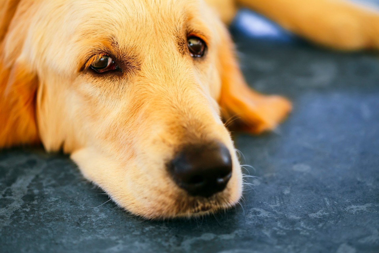 In Griechenland hat Hund Maximos schreckliche Leiden durchleben müssen. (Symbolfoto)