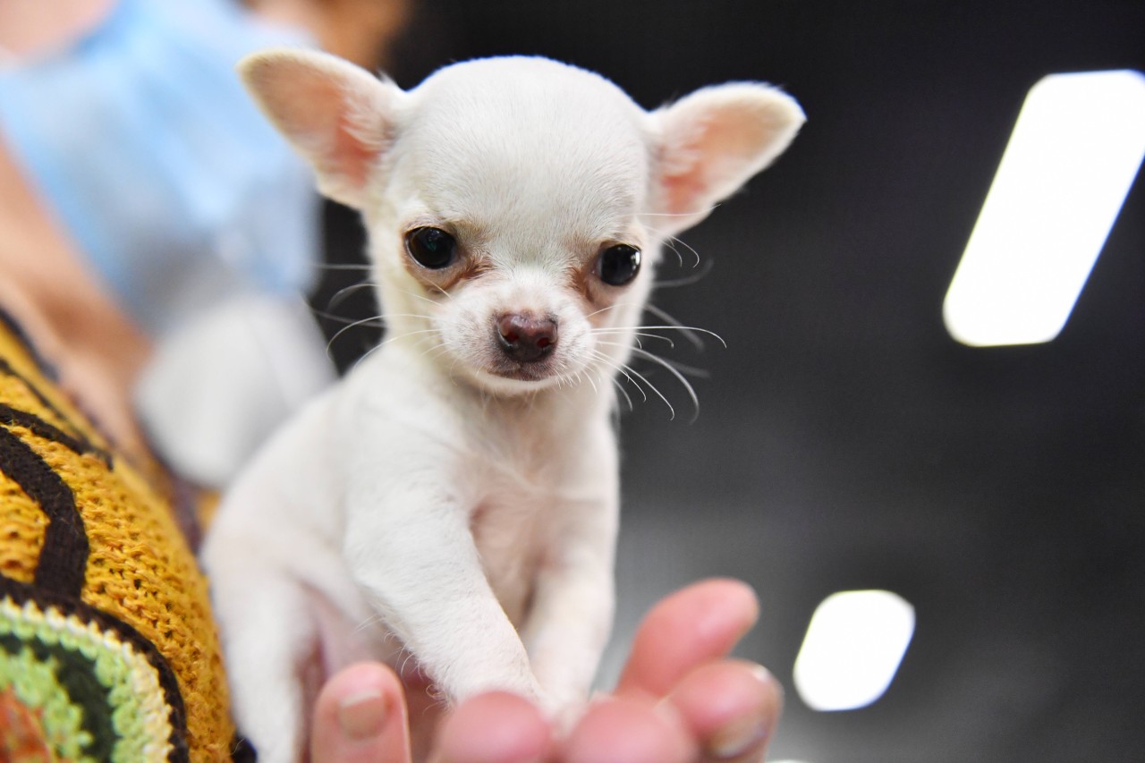 Ein Chihuahua wie dieser ist Opfer einer Raubtierattacke geworden. (Symbolbild)
