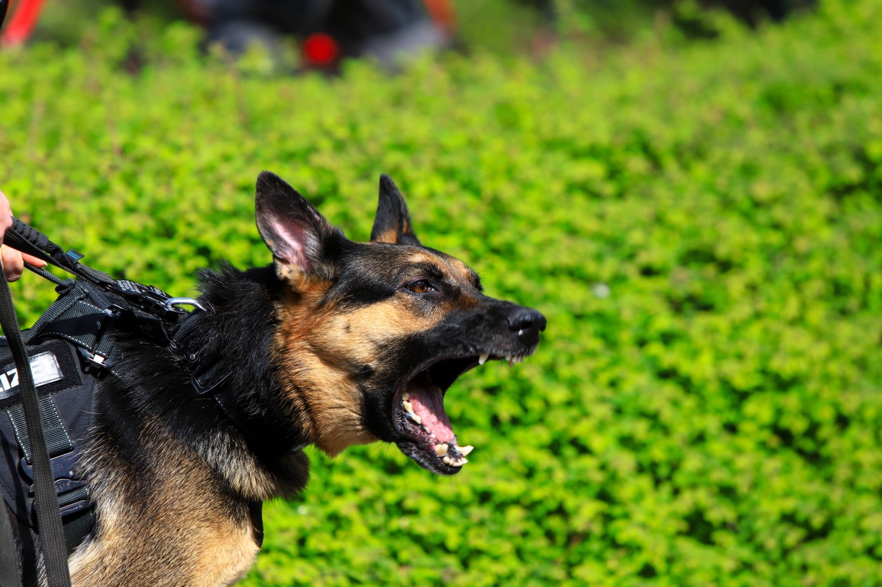 Zwei Hunde haben eine Dog-Sitterin in den USA zerfleischt. (Symbolfoto)