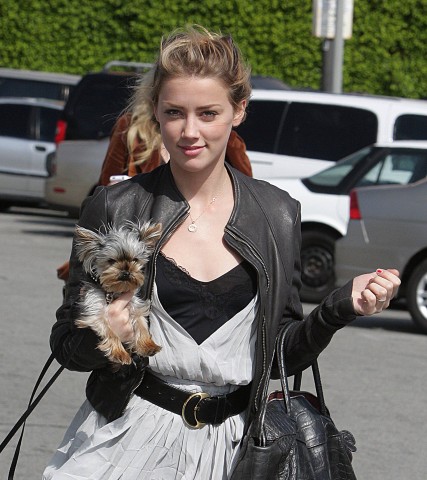 Ein Vorfall aus dem Jahr 2015 im Zusammenhang ihrer Hunde fällt Amber Heard zur Last. (Symbolbild)
