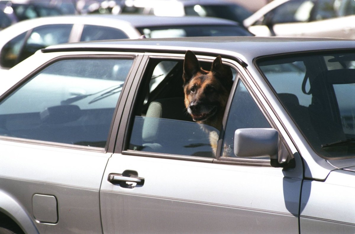 Hund-Auto-Polizei.jpg