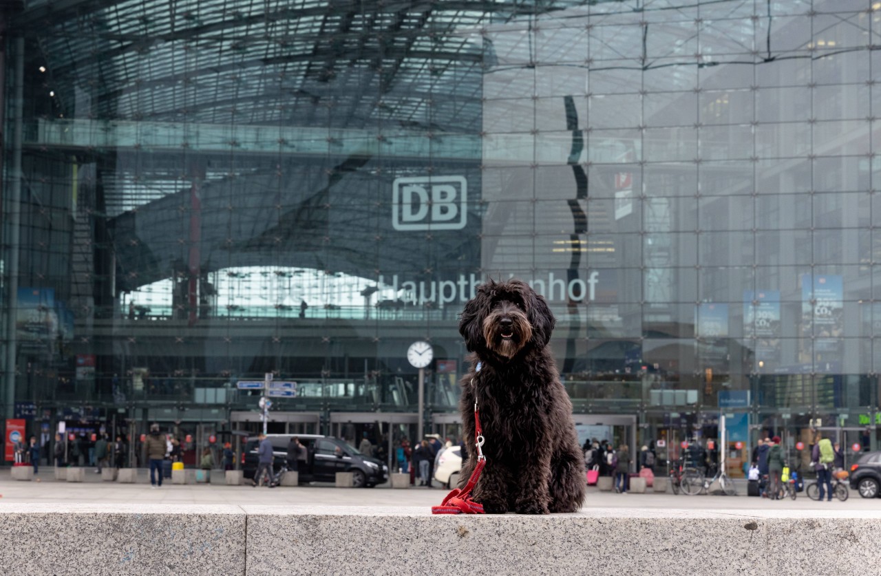 Hund in NRW: Ein blinder Passagier im Zug – das ist die Geschichte von „Traveller“ (Symbolbild).