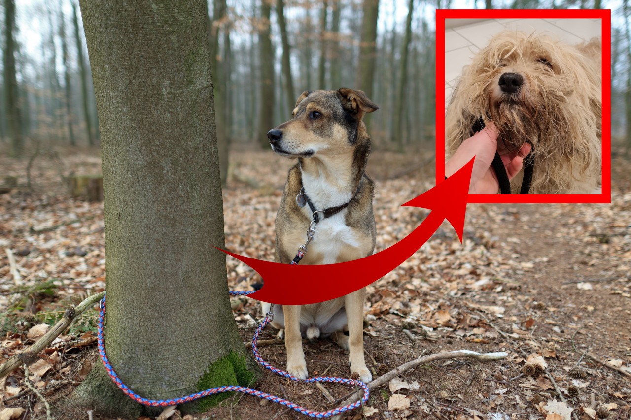 Hund „Wolly“ aus Bochum wurde einfach ausgesetzt. (Symbolbild)