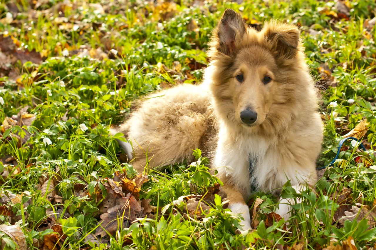 Kein Mensch will Hund „Marley“ aus dem Tierheim adoptieren (Symbolfoto).