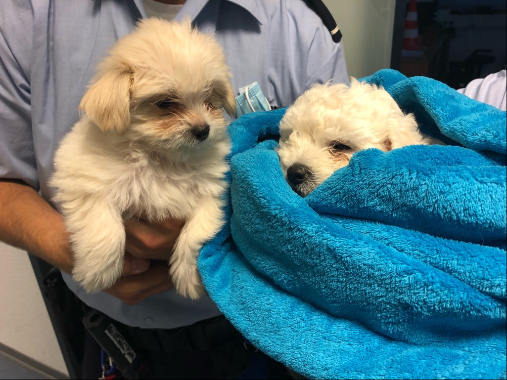 Hund in Duisburg: Die Tierklinik Kaiserberg hat mit einer steigenden Zahl von Notfällen zu kämpfen. (Symbolbild)