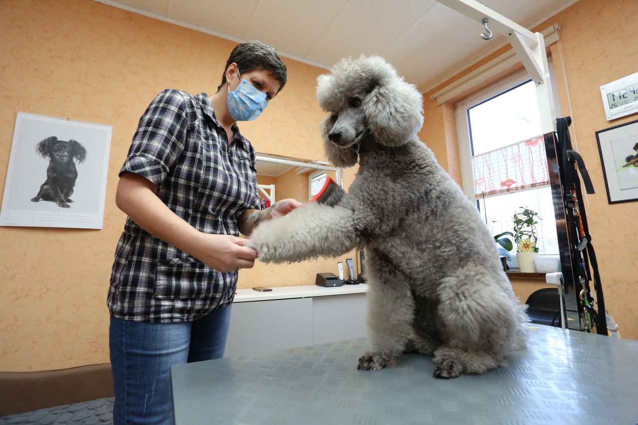 Die Tierklinik Kaiserberg kann sich fast ausschließlich noch um Notfälle kümmern. (Symbolbild)