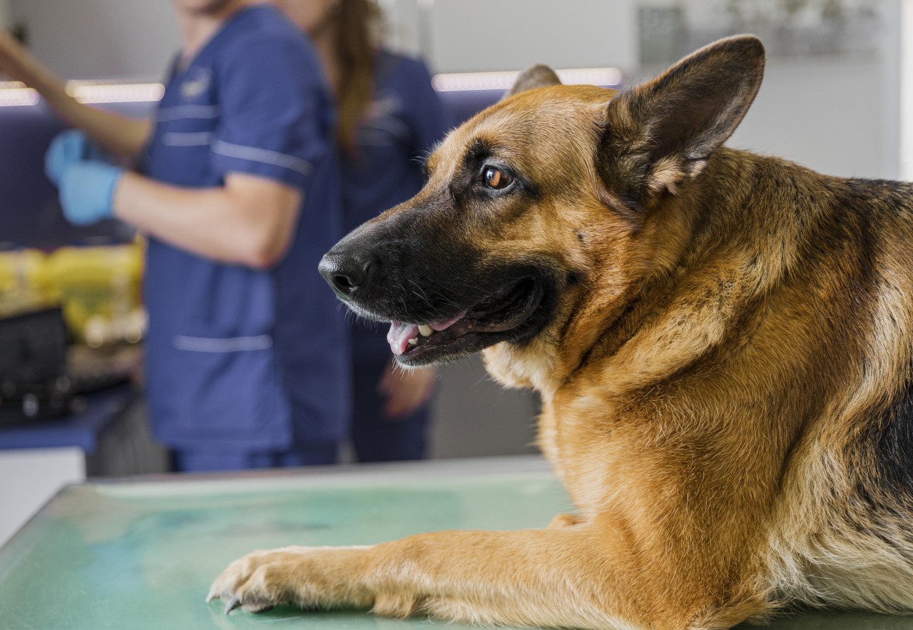 Tierarzt aus Duisburg macht irren Fund in Hunde-Magen. (Symbolbild)