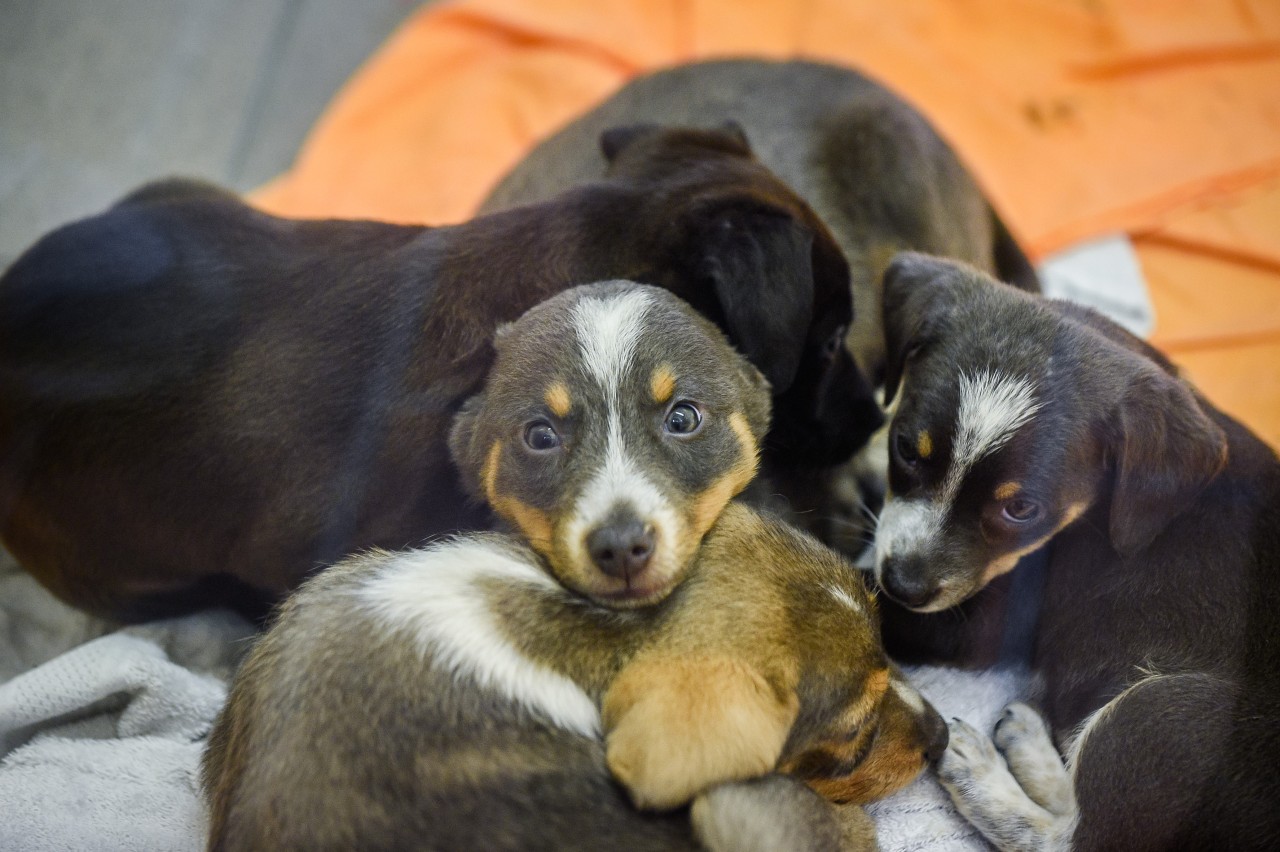 Diese kleinen Hunde-Welpen sind auf der Quarantäne-Station im Tierheim Essen gelandet.