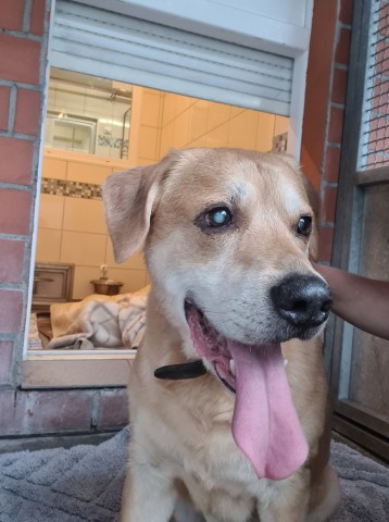 Auf den ersten Blick ist das Leid von Hunde-Senior Silver zu sehen.