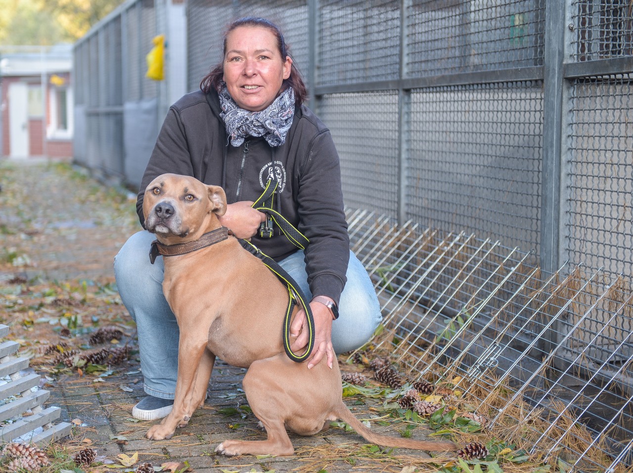 Jeanette Gudd, Tierheim-Leiterin in Essen, freut sich über die Hundesteuer-Befreiung für Tierheim-Hunde wie American Staffordshire Terrie Robert. (Archivbild)