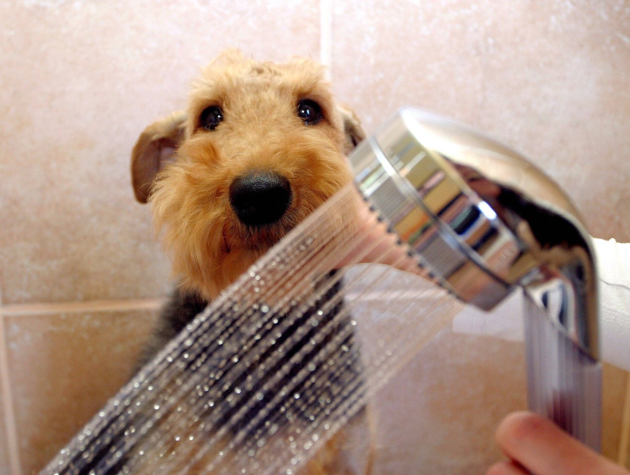 Hund: Frauchen badet Vierbeiner mit speziellem Shampoo - wie das Aussehen des Tieres sich ändert, verschlägt ihr die Sprache (Symbolbild). 